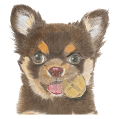 [LINEスタンプ] マロ眉チワワの大和くん3 fetchpriority=high