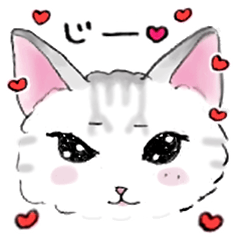 [LINEスタンプ] アメショのこねこ 