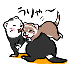[LINEスタンプ] 毎日フェレット 
