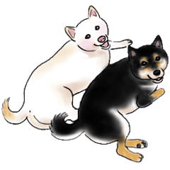 [LINEスタンプ] くろしばさんとしろしばさん 